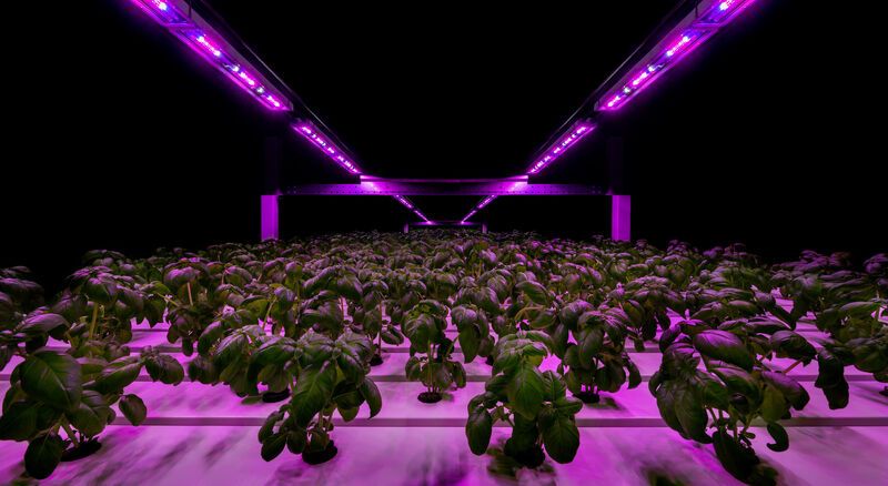 Oreon_led's tweet photo. Our multi-layer fixture Embrace provides a high light output with a wide radiation pattern. For close to crop illumination with an extreme high light uniformity in every vertical and indoor grow facility. #Oreon #LEDLIGHTGROW #Embrace #KeepClose #verticalfarming #indoorfarming https://t.co/1k8eAdLN7b