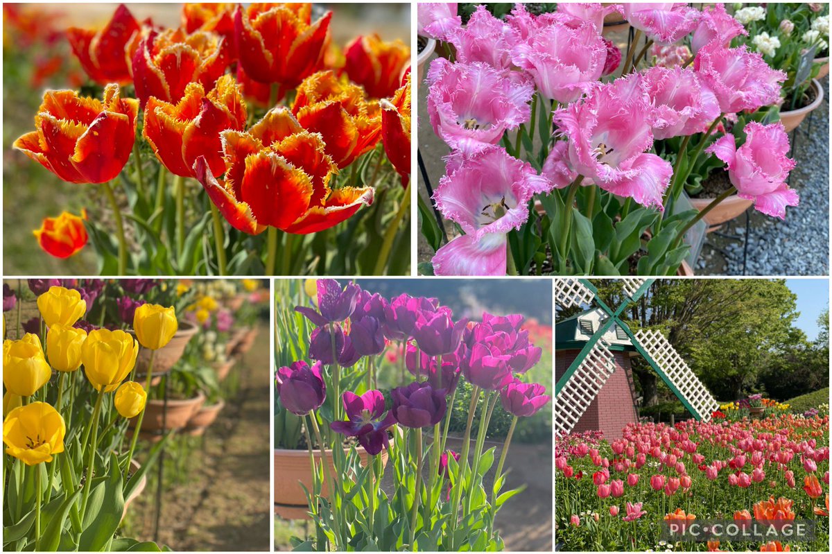 サンテレビ キャッチ على تويتر 今日のまちトピ では加西市の兵庫県立フラワーセンターからチューリップを中継 たくさんの種類の チューリップが植えられていてとても綺麗でした 今日のオハナシ は須磨寺の小池陽人副住職でした アーカイブ配信はコチラ