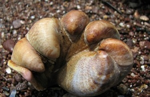 Watch out there’s a slipper limpet about! #InvasiveSpecies. Slipper limpets can cause a great deal of damage.  They can become highly abundant, starving and smothering native shellfish. There have been some sightings of slipper limpets in the southern end of the Menai Strait