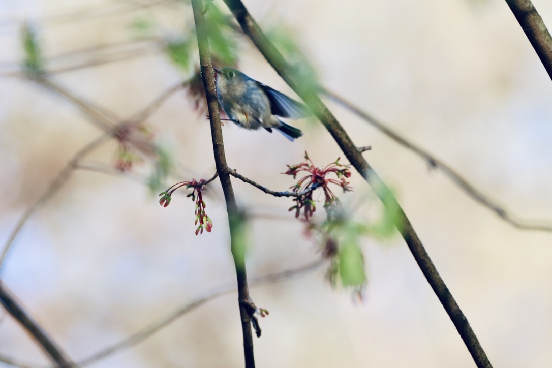 good morning and happy monday! #CentralPark #birdphotography #SpringTime