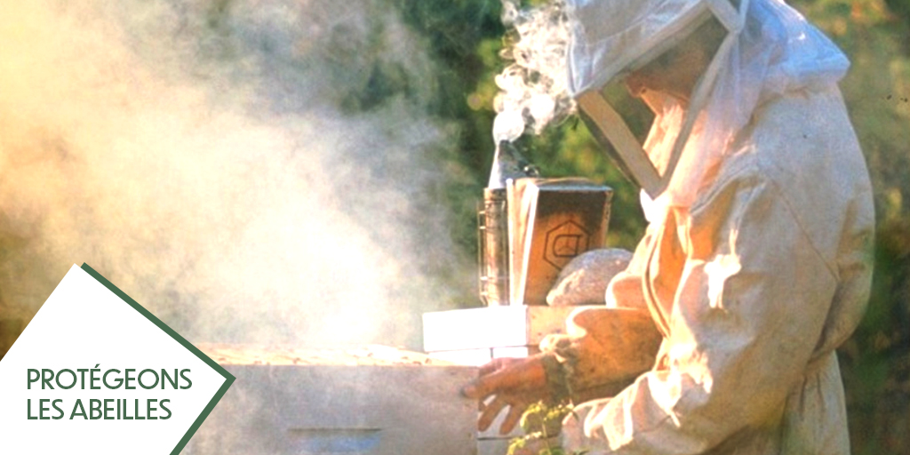 RenaudMuselier's tweet image. Sauvons-les #abeilles de @MaRegionSud ! J’ai lancé un grand plan de #sauvetage avec nos partenaires #ADAPI, #SYMPAS, #CFPPA Hyères.  

Ensemble, nous pouvons changer la donne et protéger ces insectes pollinisateurs si chers à notre #écosystème.