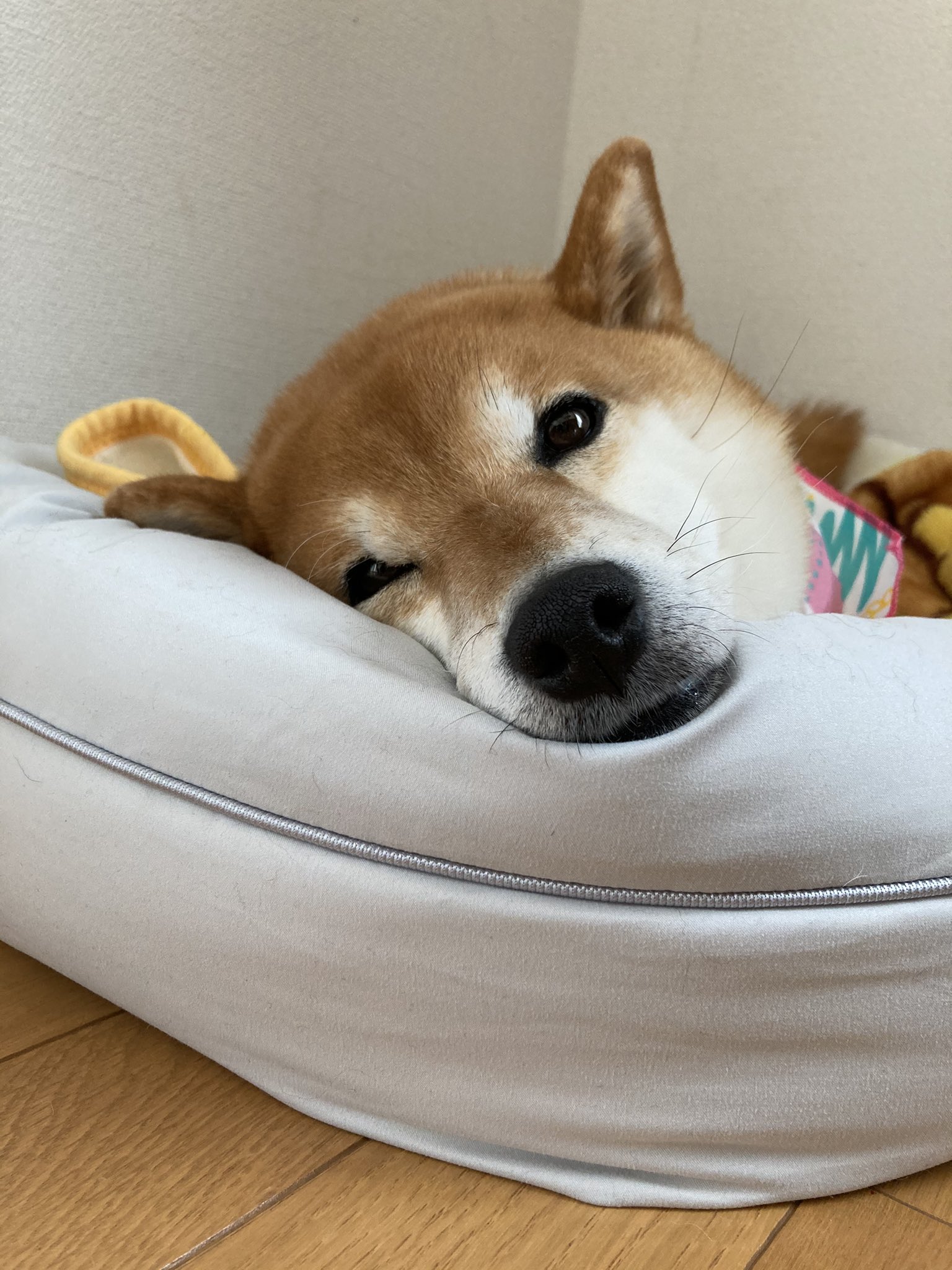 ミニすず ニトリのホテルスタイルベッド 気に入ったようです 私が寝たいくらいフワッフワ ニトリ ペットベッド T Co Tbpwvbpz62 Twitter
