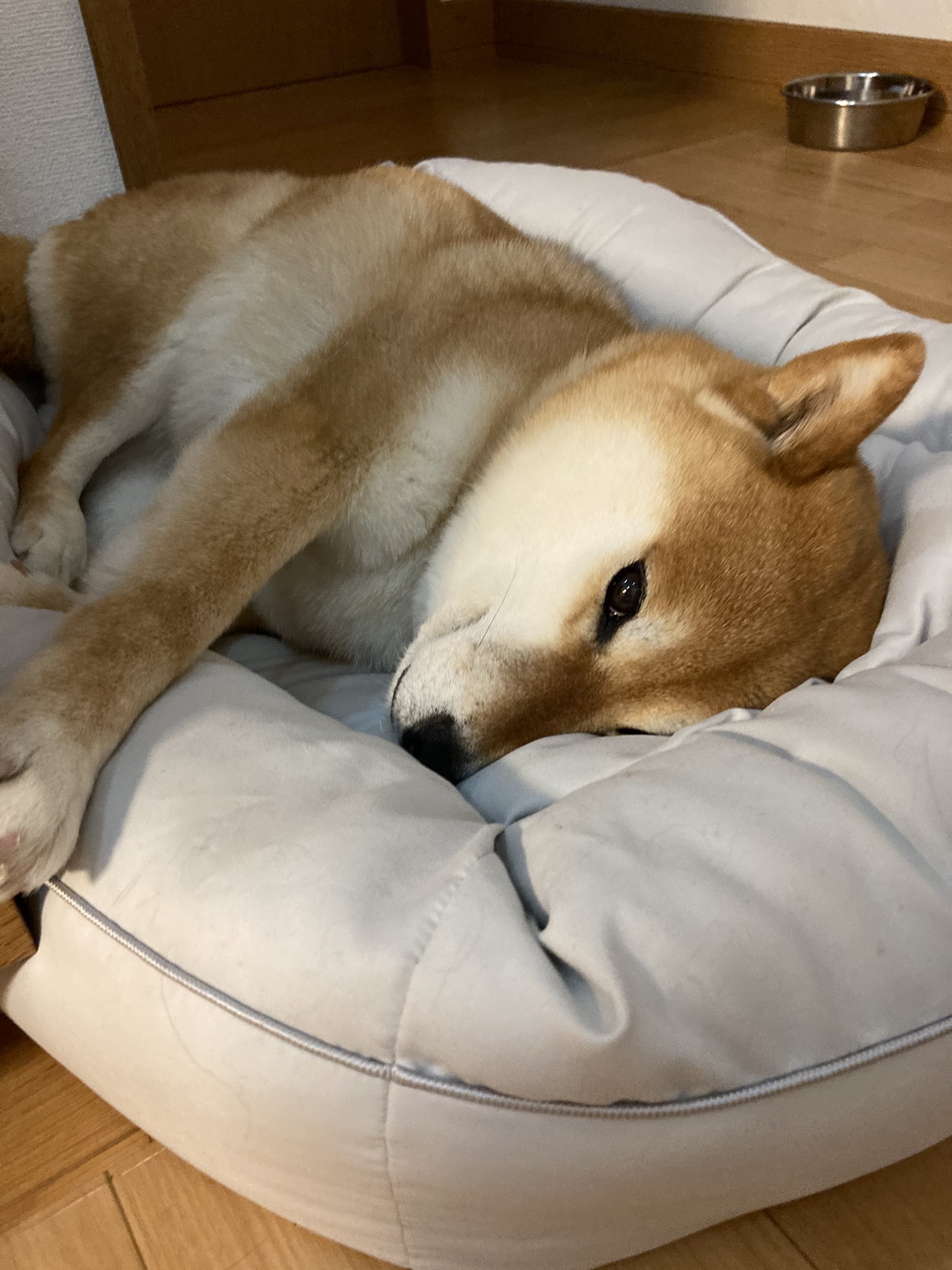 ミニすず ニトリのホテルスタイルベッド 気に入ったようです 私が寝たいくらいフワッフワ ニトリ ペットベッド T Co Tbpwvbpz62 Twitter