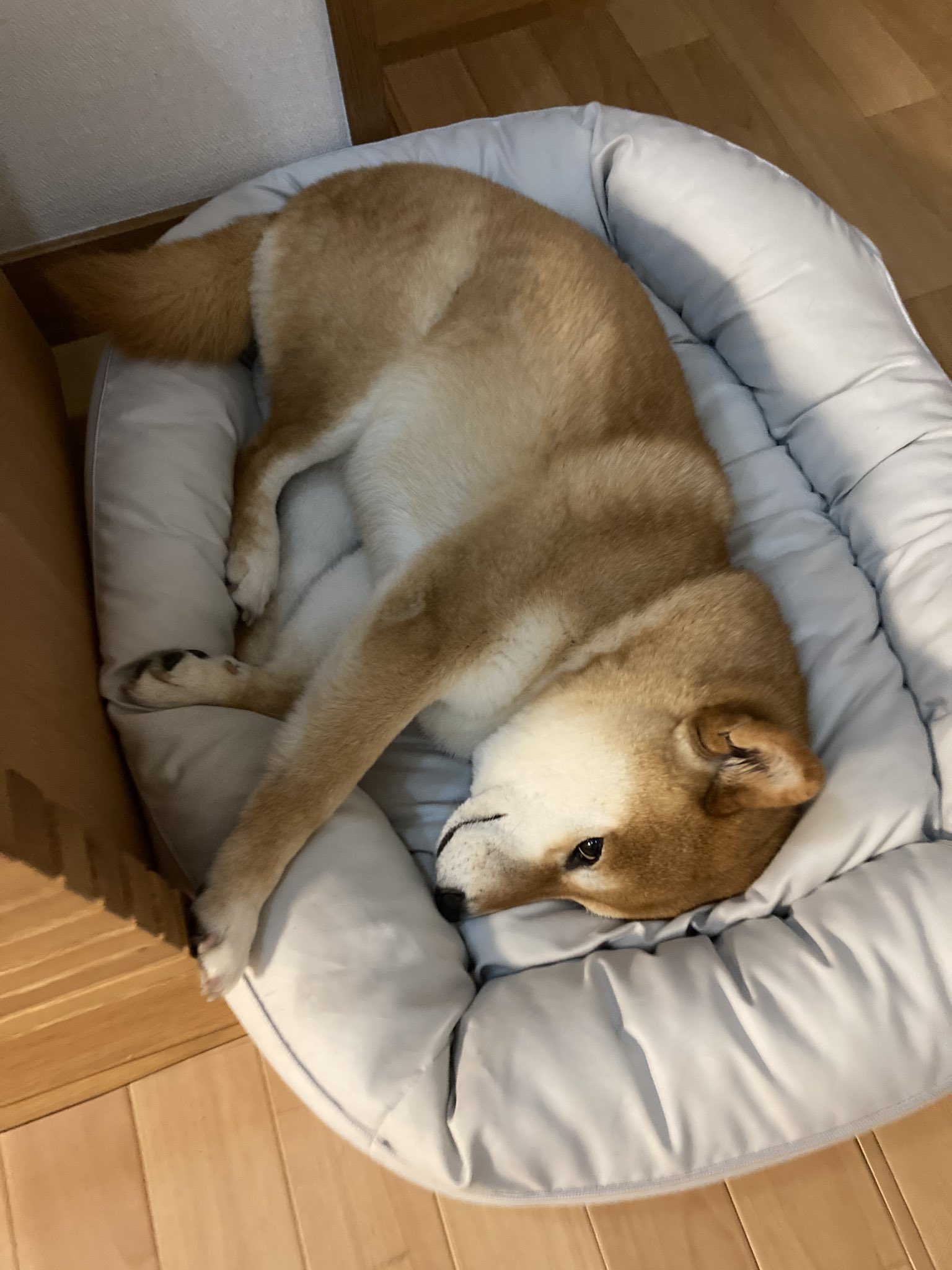 ミニすず ニトリのホテルスタイルベッド 気に入ったようです 私が寝たいくらいフワッフワ ニトリ ペットベッド T Co Tbpwvbpz62 Twitter