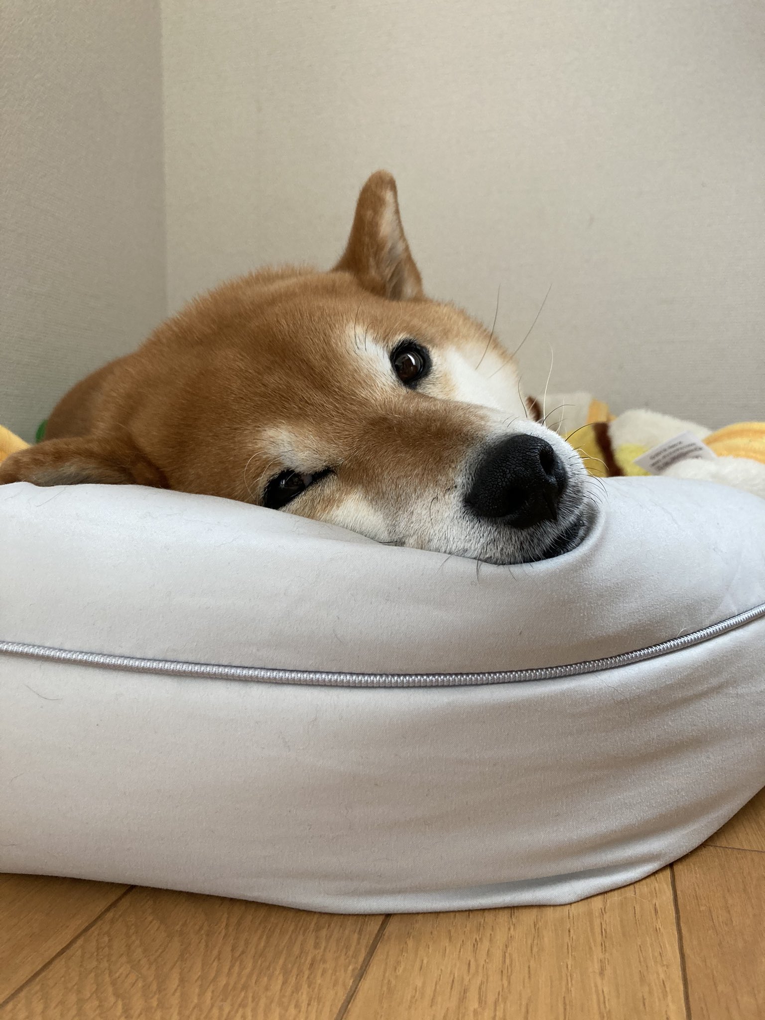 ミニすず ニトリのホテルスタイルベッド 気に入ったようです 私が寝たいくらいフワッフワ ニトリ ペットベッド T Co Tbpwvbpz62 Twitter