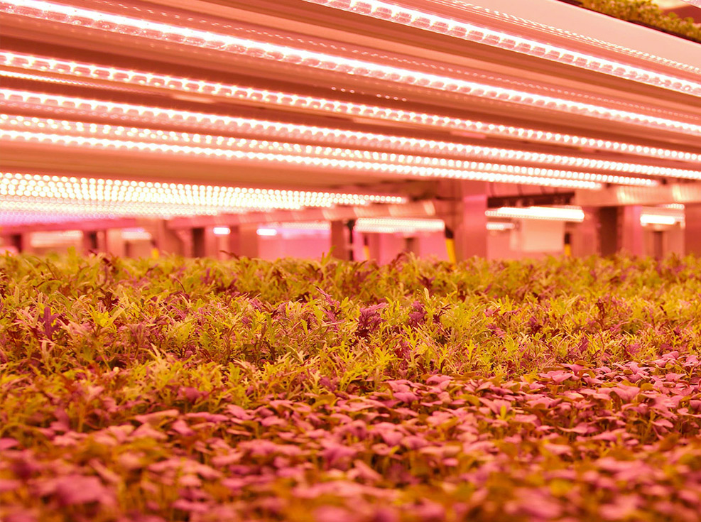 AgronLED's tweet image. Find out more about @Agron_Pod 

Agron-pod is a modular indoor farm system that uses hydroponic technology and expert LED lighting to grow high value, nutritionally rich microgreens, leafy greens, herbs, veggies, fruits, edible flowers and medical plants.
agron-pod.com