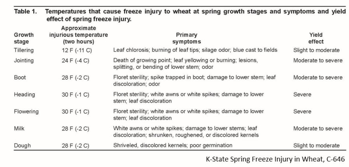 Wheat freeze injury info...