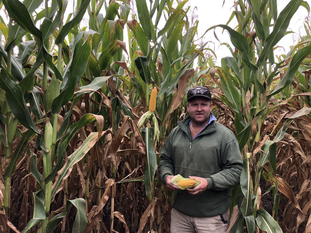 #corndownsouth key growers enjoying a technical corn field day near Colac learning how to get maximum production over the whole year impressive dry land and irrigation yields to come off in the next month <a href="/PacificSeeds/">Pacific Seeds</a> #tacticalAg #PacCorn