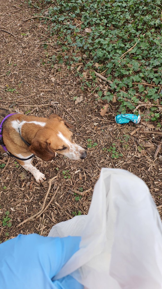 fingal_DOG's tweet photo. Finn the dog helping clean the wooded area in Rivervalley Park! Cans, masks, cigarette packet and a sandwich wrapper !! Finn says clean up after yourselves humans ! #pawsonplastic #keepourparksclean #responsibledogownership #noleadnoproblem https://t.co/c8uDC0FfaI