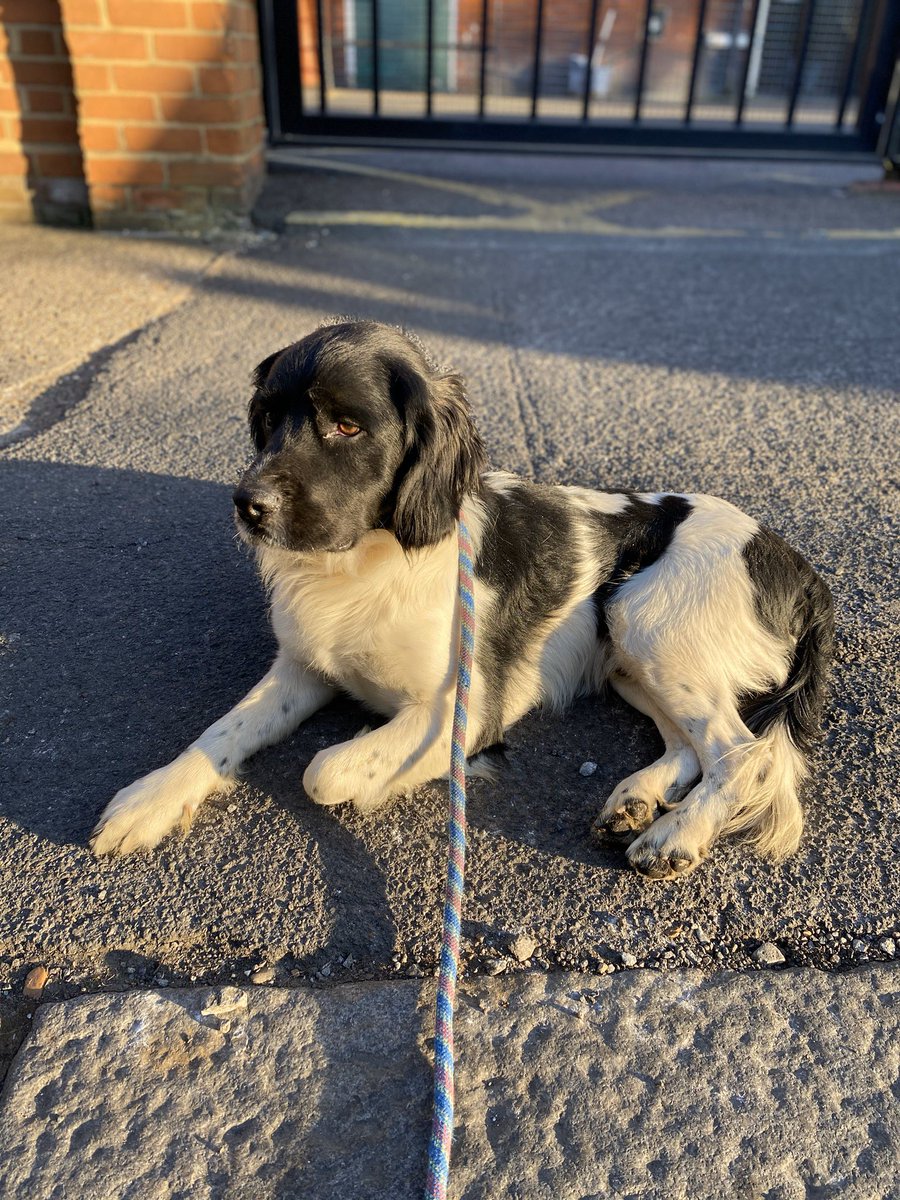 MetTaskforce's tweet photo. 🚨GOOD NEWS🚨Officers from @MPSBrent were called to a report of a dog loose in the street yesterday. Taskforce Dog Handlers attended, scanned the dog &amp; traced the owners who live in another force area. They were overjoyed as he was stolen in August 2020! 
.
 #DSU #NWDogs ^6230CO https://t.co/sgQKDvz70P