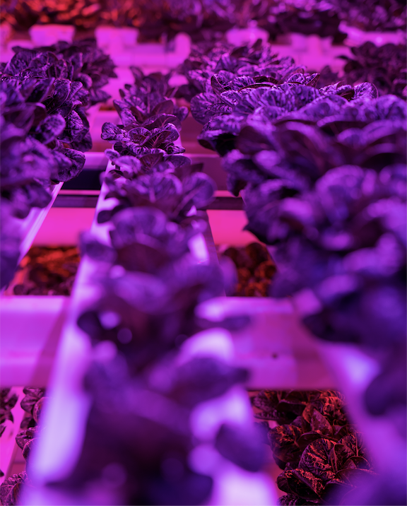 Infinite Harvest tweet media