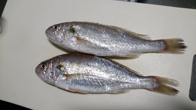 さすがに読める 白愚痴 白い愚痴でなんと読む 読めたらすごい魚漢字クイズ Sotokoto Online ソトコトオンライン 未来をつくるsdgsマガジン