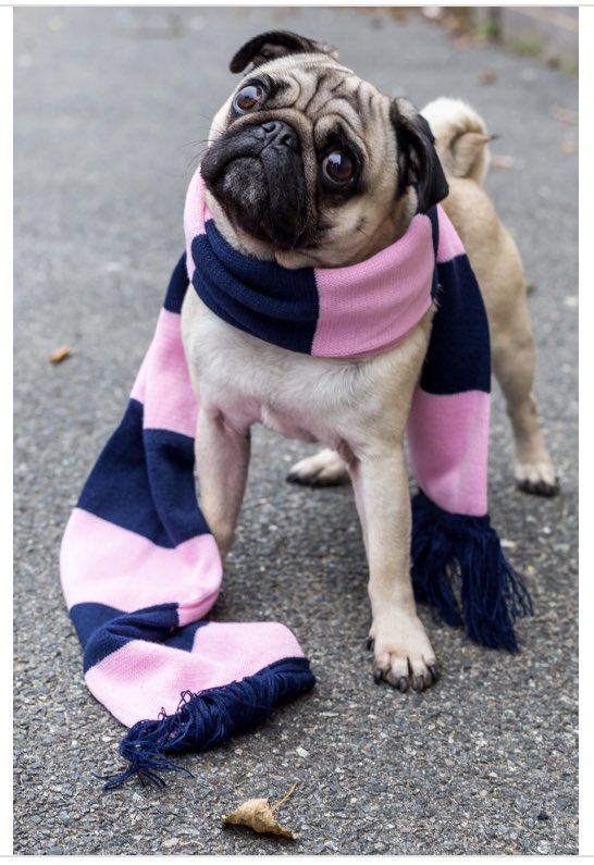 взрослый мопс. взрослый мопс. карликовый мопс взрослый. карликовые мопсы ло ши. мопс взрослый.