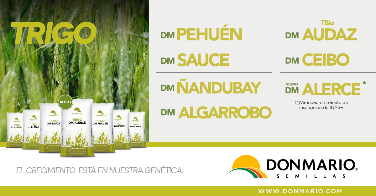 DONMARIOoficial's tweet photo. ¿Conoces todas las variedades de nuestros #trigos ? 
-> Hacé click acá  https://t.co/IZrjoUPv9P y conoce más información de cada una de las variedades. 
#TrigoDM #DMAlerce #DMSauce #DMÑandubay #DMTBioAudaz #DMCeibo #DMAlerce #DMAlgarrobo https://t.co/bp9zs7Aoic