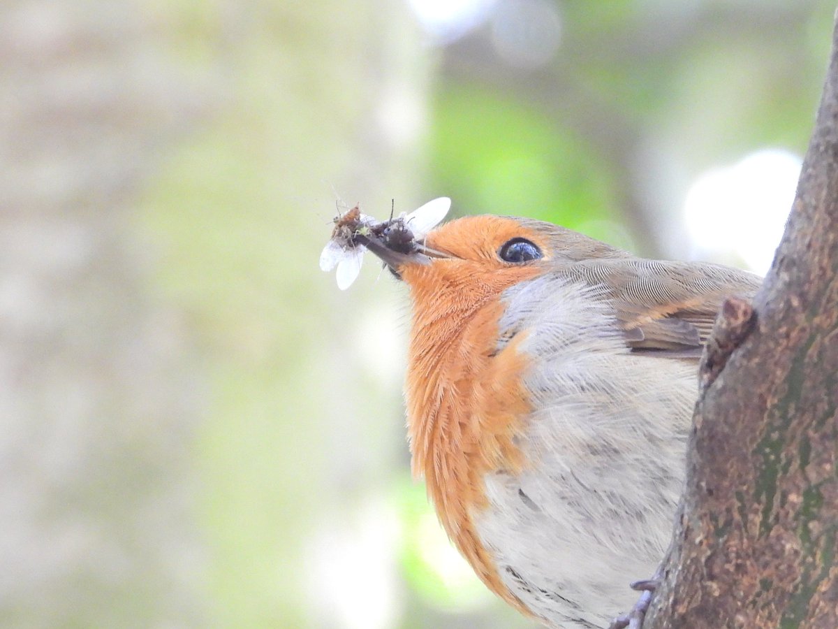 ヨーロッパコマドリ
