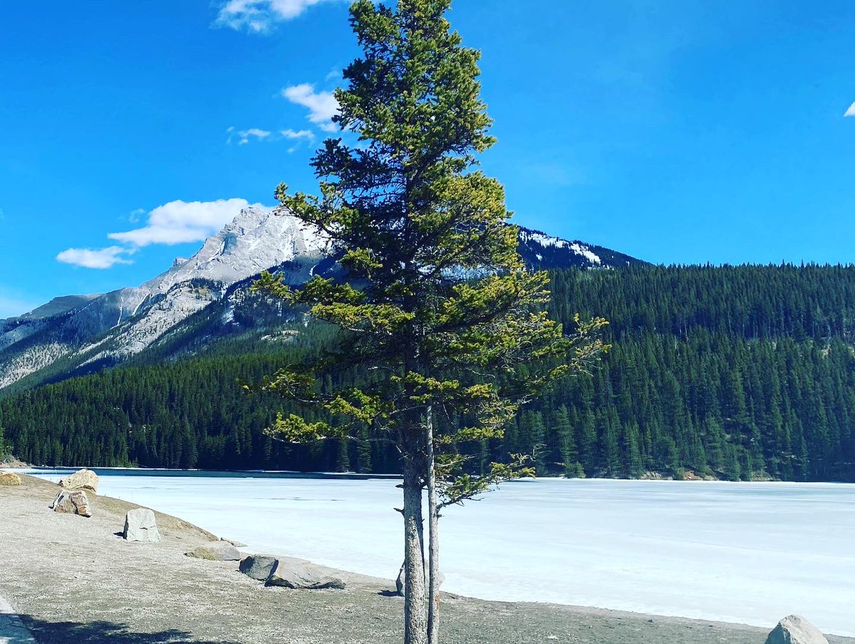 paigemac_d's tweet photo. This will ALWAYS be my escape. 😍🏔💕 #mountains #banff @BanffNP @banfflakelouise @TourismCanmore #twojacklake #tunnelmountain #grassilake https://t.co/dv3ghKSrsi
