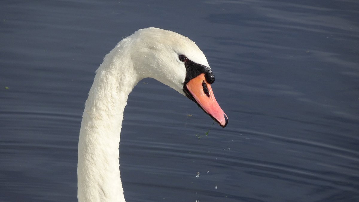 Zwaan overleden na moedwillige aanrijding Kleine Veerweg