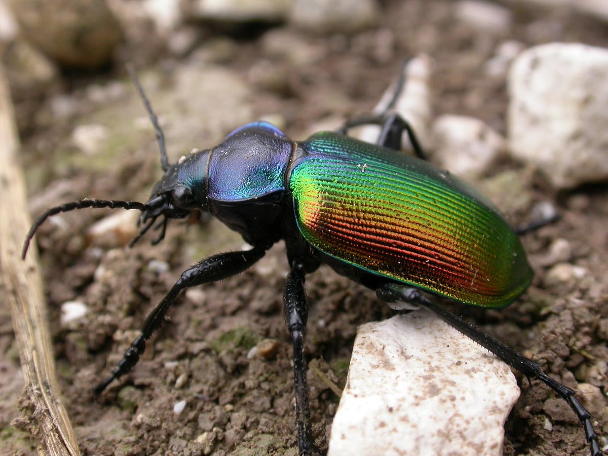 В какой природной зоне обитает жук красотел. Calosoma sycophanta. Жужелица красотел. Calosoma sycophanta Linnaeus, 1758. Calosoma (Calosoma) sycophanta.