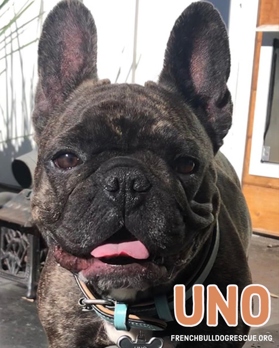 Looking for your Number  1⃣? UNO is ready for his forever fam! He's lovable, rambunctious &amp; into barkour (j/k but he climbs). 😂🤸‍♂️🐾Uno has environmental allergies that require diligent upkeep, a special diet, meds &amp; supplements. If he's your guy, apply!
bit.ly/FBRNavailabled…