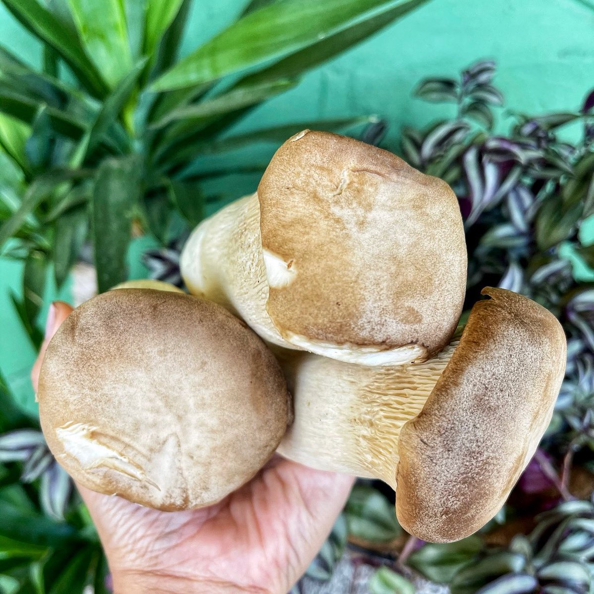 SublimeTacosGNV's tweet photo. Mushroom Monday #KingOysterMushroom 🍄
.
Takeouts • Curbside Pickups • Delivery by 352Delivery • Online: https://t.co/vw6NDHVZWp
.
🏠 317 SW 4th Ave
Monday - Thursday 11AM-8PM
Friday - Saturday 11AM-9PM
Sunday 11AM-3PM
.
#SublimeTacos #Gainesville #DowntownGainesville #Tacos https://t.co/ptBwzc3i8o