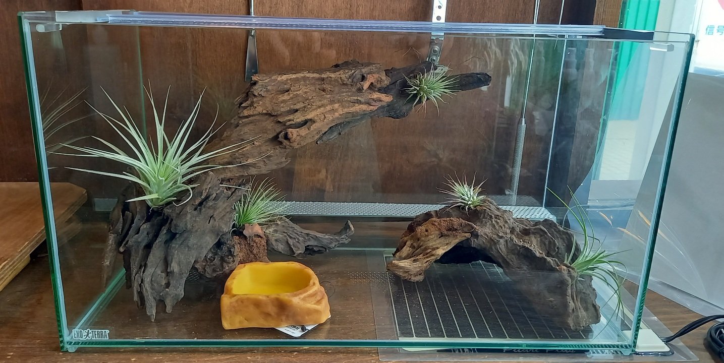ヒロセペット谷津本店 乾燥系ビバリウム お客様よりご依頼いただいたヒョウモントカゲモドキ用のレイアウトです 多湿を好まないレオパに合うエアープランツを流木で自作のシェルターにも括り付けてみました デザートソイルを敷いて完成です