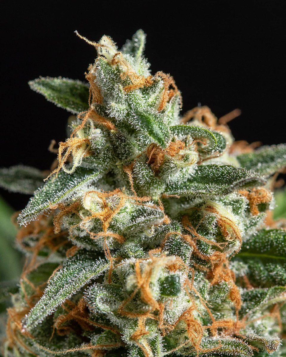 Eva Seeds tweet media