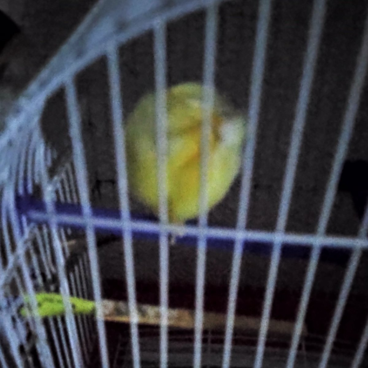 imanabellab's tweet photo. @Kevinszn Mí pájaro se hace pomponcito y duerme en una pata https://t.co/baQaol67RQ