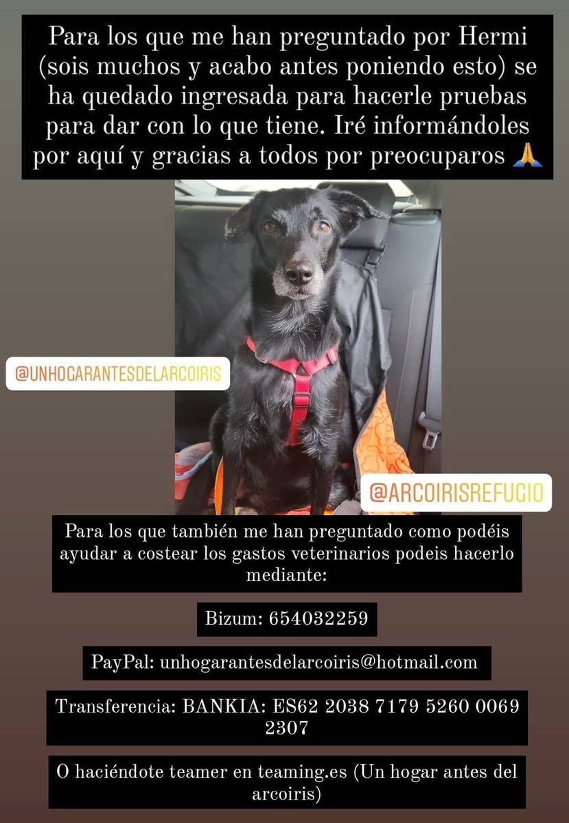 hogararcoiris's tweet photo. Necesitamos ayuda para poder pagar las facturas... A Hermi lo tuvieron que ingresar. Intentamos salvarle la vida y vuestra ayuda aún que sea con 1€ nos vale 🙏 porfavor. Y si no puedes, RT y difundan. Hermi os lo agradecerá. https://t.co/eRmy6DS3eo