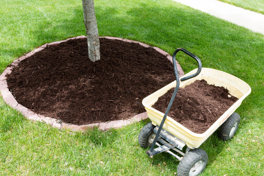 ForestTreeTX's tweet image. Some people think you can skip the mulching when it comes to your trees, but that wouldn't be a good idea for their long-term health and growth—and here's why!
foresttreeservicekingwood.com/why-its-import…