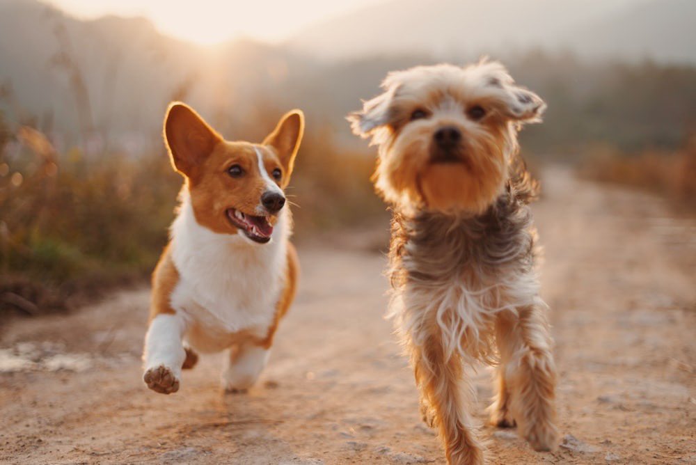 Running into a #newweek 🐕🐶 Happy #Monday friends!
.
.
#dogsoftwitter #mondaydog
#mondaymotivation #puppylove