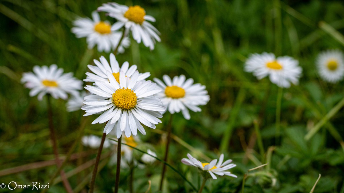 orproductionbg's tweet photo. Il segreto per cambiare gli altri รจ... cambiare se stessi.
#bergamo #bergamoalta
#spring #colors #italy #lombardia
#fotografia #fotografie #photo
#photography #canon #instamood
#italyviews #floweroftheday
#flowerphotography #flowerpower
#flowers #flower
#flowershot https://t.co/tnE6UJh08s