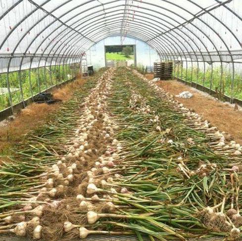 ProducePerks's tweet image. Thank you to our new partners at Angiuli's Farm Market for providing fruits &amp;amp; veggies to our Youngstown #PRx patients! Angiuli Farms is a family-owned farm, market, and greenhouse operation located on 300 acres in Canfield, OH. 
#ProducePrescription #infantvitality