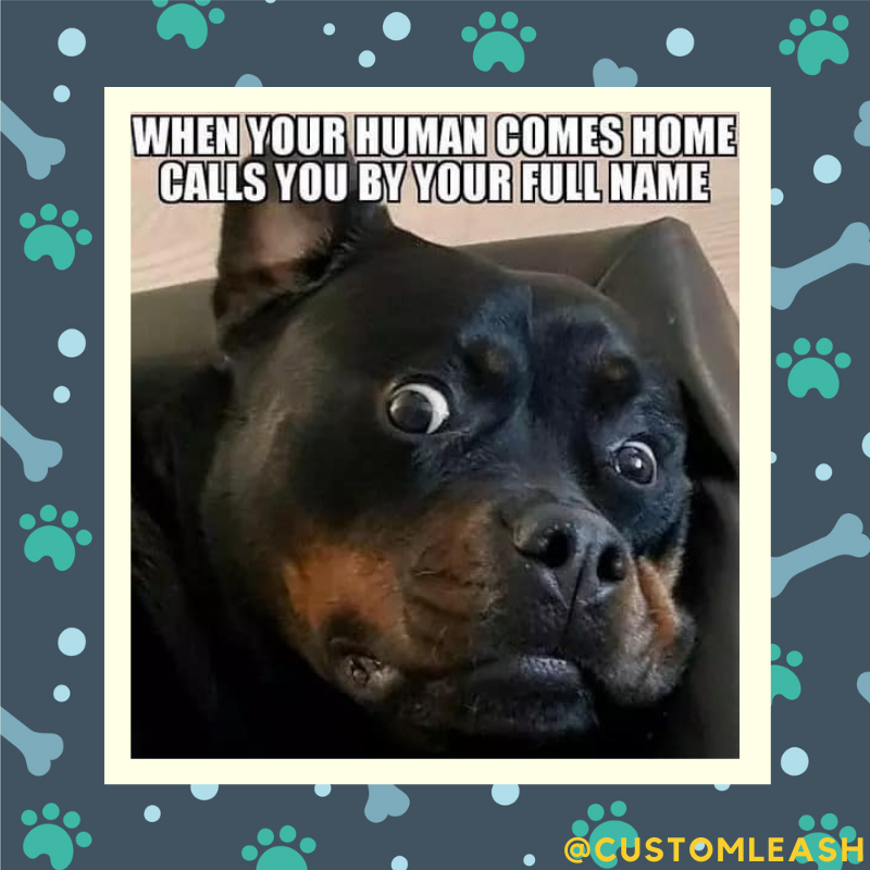 Our pups know that they are in trouble when they hear it!
.⁠
.⁠
.⁠
.⁠
#puppylove #doglover #pets #mememonday #customleash #custom #products #smallbusinessproducts #retail #ecommerce #supportlocalbusiness #leash #dogproducts
#dogsoftwitter