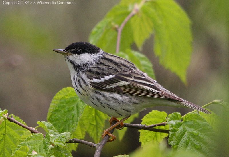 BOU 👩🏻🏫👨🏿🏫🧕🏽👳🏽♂️ 🌈 (@ibis_journal) on Twitter photo Migratory connectivity then and now: a northward shift in breeding origins of a long-distance migratory bird wintering in the tropics royalsocietypublishing.org/doi/abs/10.109… | <a href="/royalsociety/">The Royal Society</a> #ProcB <a href="/RSocPublishing/">Royal Society Publishing</a> | #ornithology Migratory connectivity then and now: a northward shift in breeding origins of a long-distance migratory bird wintering in the tropics royalsocietypublishing.org/doi/abs/10.109… | <a href="/royalsociety/">The Royal Society</a> #ProcB <a href="/RSocPublishing/">Royal Society Publishing</a> | #ornithology
