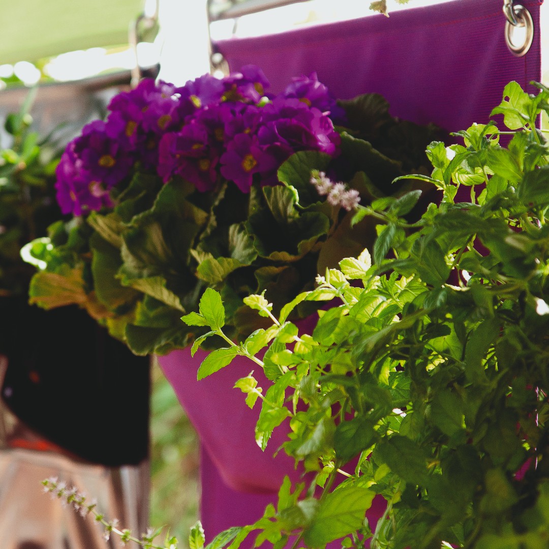 BloomingWalls's tweet photo. 🌺🌿

#bloomingwalls #thegreenpockets #colors #lovely  #flowers #plants #greenthumb #greenfingers #homedecor #decorations #decorate#urbangardening #urbangarden #garden #gardening #urbanjungle #inspiration #secretsofgreen #plantslover #smallgardennoproblem #plantaholics https://t.co/GH9AvzwGw8