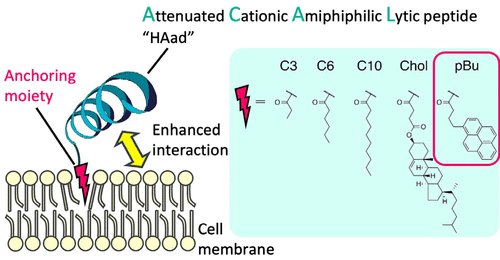 Protein delivery is great, #intracellular #protein #delivery is greater! This #challenge is faced by Futaki et al. Prepare a #conjugate of HAad #peptide with #pyrene butyric acid as a #membrane-anchoring unit - see what happens! #Cytosolic #translocation? ow.ly/6HhM50Es5aU