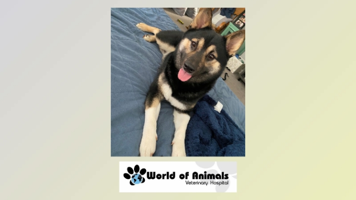 WorldofAnimal1's tweet photo. Johnny Having A Relaxing Day
#huntingdonvalley #pets #veterinary #doglovers #petsofworld #animals #dogsoftwitter
https://t.co/s17Cgr8dDi https://t.co/dyjNkJSoRU