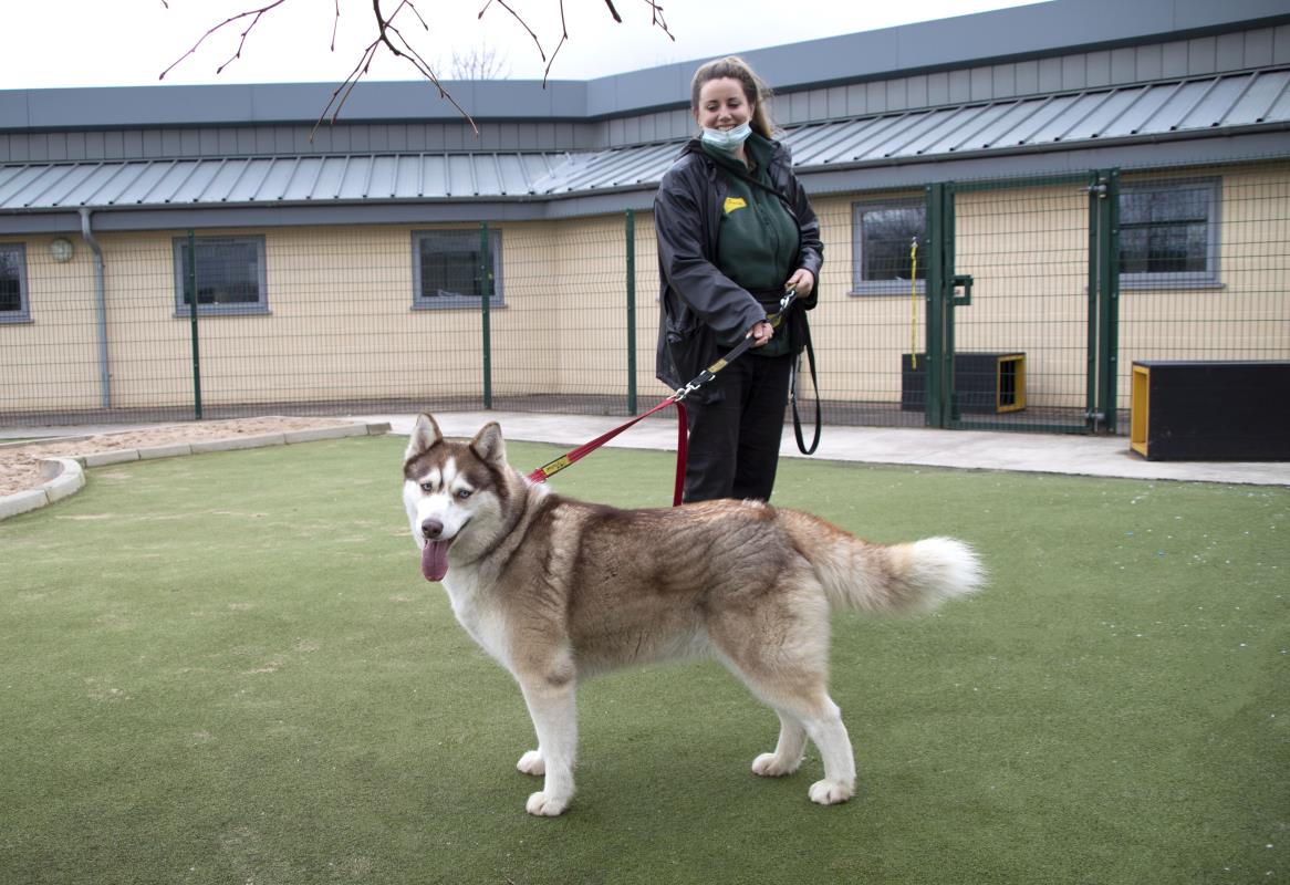 AdoptionsUk's tweet image. Please retweet to help Nala find a home #MANCHESTER 

Aged 6, looking for someone with experience of HUSKIES? She's anxious and will need lots of walks and a  garden, adult home as only pet, please read details or share to help?😍🍀
dogstrust.org.uk/rehoming/dogs/…
#dogs #dogsoftwitter