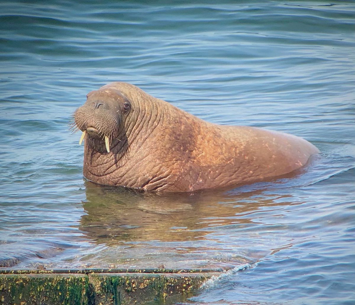 Well that was all pretty overwhelming. I can’t quite believe I’ve seen one of these monsters of the high Arctic in Britain. I actually nearly cried! #wallythewalrus #walrus #iamthewalrus #tenby #pembrokeshire #wales #walesadventure #wildlife #peakybirders