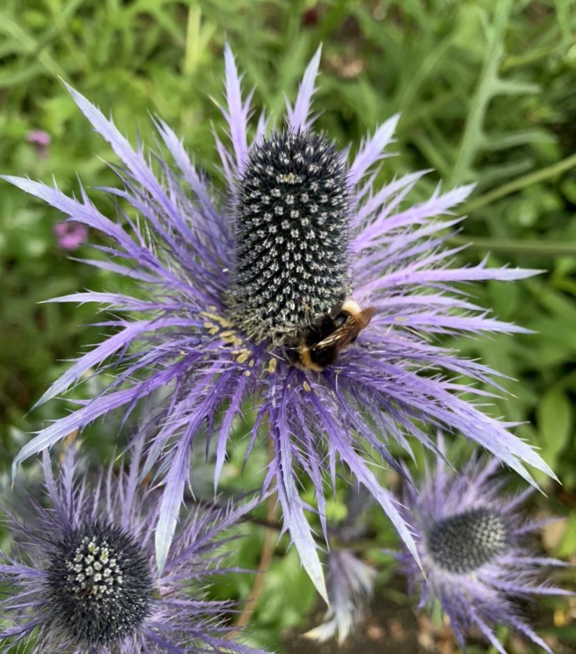 SustainNET2020's tweet photo. This Thursday 22 April is #earthday , what will you be doing to celebrate the Earth and make it a more sustainable place for us all? #edgehill #sustainnet #sustainability https://t.co/FEmsCiad6k