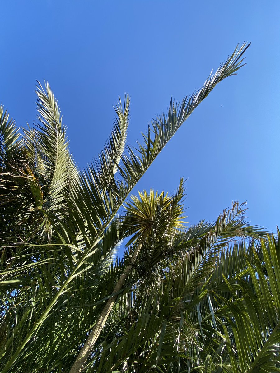 ChefWillH's tweet image. Costa del Sol, Jersey
#nofilter