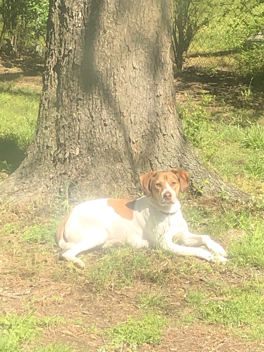 TClarkUSA's tweet photo. Just sitting outside soaking up the sunshine
#QuarantineDogs #Dogs #DogsOfTwitter https://t.co/a6l1t5ZWu6