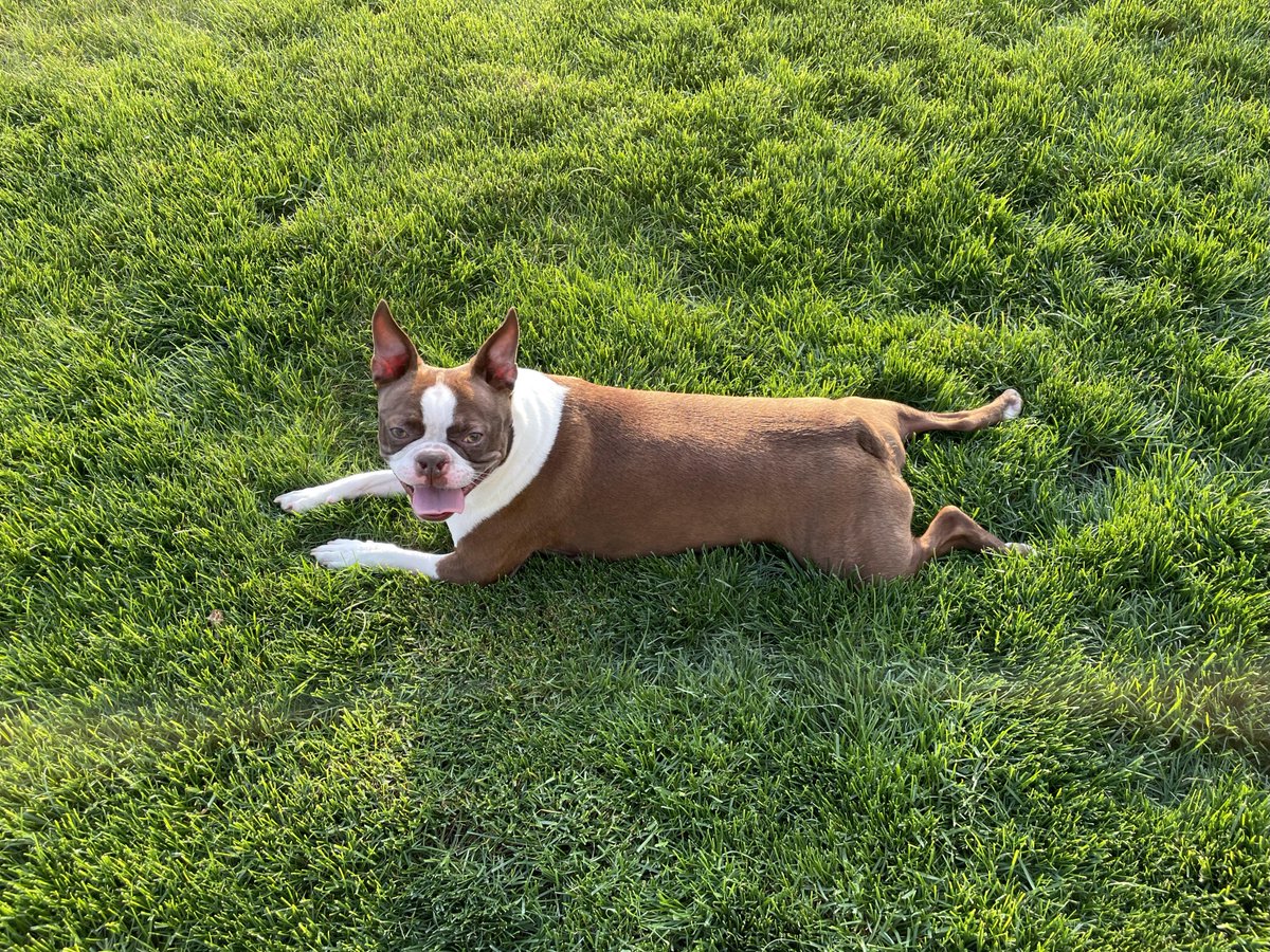 TerrierMomAmy's tweet photo. A freshly mowed lawn to roll around in and having the ball thrown to chase makes for one happy Boston.
#bostielove
#instadog
#instadoggy
#dogsofinstagram
#dogstagram
#doglover
#dogofthedayjp
#dogoftheday
#doglife
#puppies
#cutedogs
#dogsofinsta
#dogsofinstagramworld https://t.co/KX9SCE8mJc