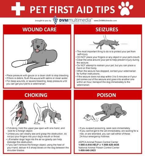 NapaHumane's tweet photo. April is National #PetFirstAidAwareness Month. Are you ready to help your pet in an emergency? 🚨🐰🐱🐶

Once you stabilize your pet, go straight to your vet or the nearest emergency vet hospital.

Here are tips to put together a pet first aid kit: https://t.co/r0q9sEY7wR https://t.co/SEtzVVRHDd