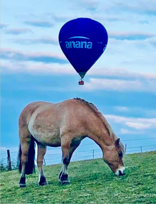 Anana Ltd tweet media