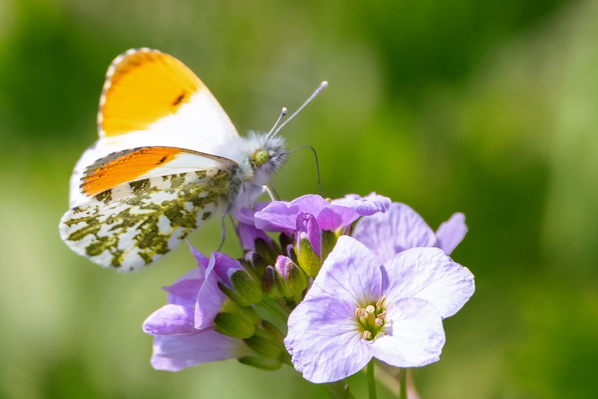 Great to see this Orange Tip feeding in  today’s sunshine.