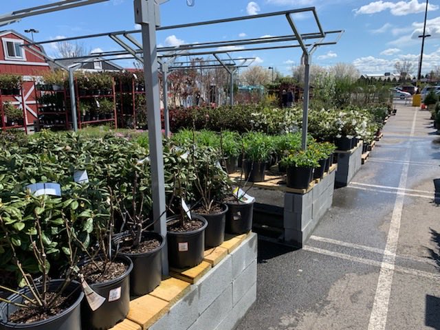 Chris Nitso (@chrisnitso) on Twitter photo Come visit, we have everything you need to beautify your garden here at the Norwood Home Depot! #spring <a href="/JasonArigoni/">Jason Arigoni</a> <a href="/ChrisYoungHD/">Chris Young</a> <a href="/BrendaKearney4/">Brenda Kearney</a> <a href="/ArnieSherman1/">Arnie Sherman</a> <a href="/KJChamberland/">Kevin Chamberland</a> Come visit, we have everything you need to beautify your garden here at the Norwood Home Depot! #spring <a href="/JasonArigoni/">Jason Arigoni</a> <a href="/ChrisYoungHD/">Chris Young</a> <a href="/BrendaKearney4/">Brenda Kearney</a> <a href="/ArnieSherman1/">Arnie Sherman</a> <a href="/KJChamberland/">Kevin Chamberland</a>