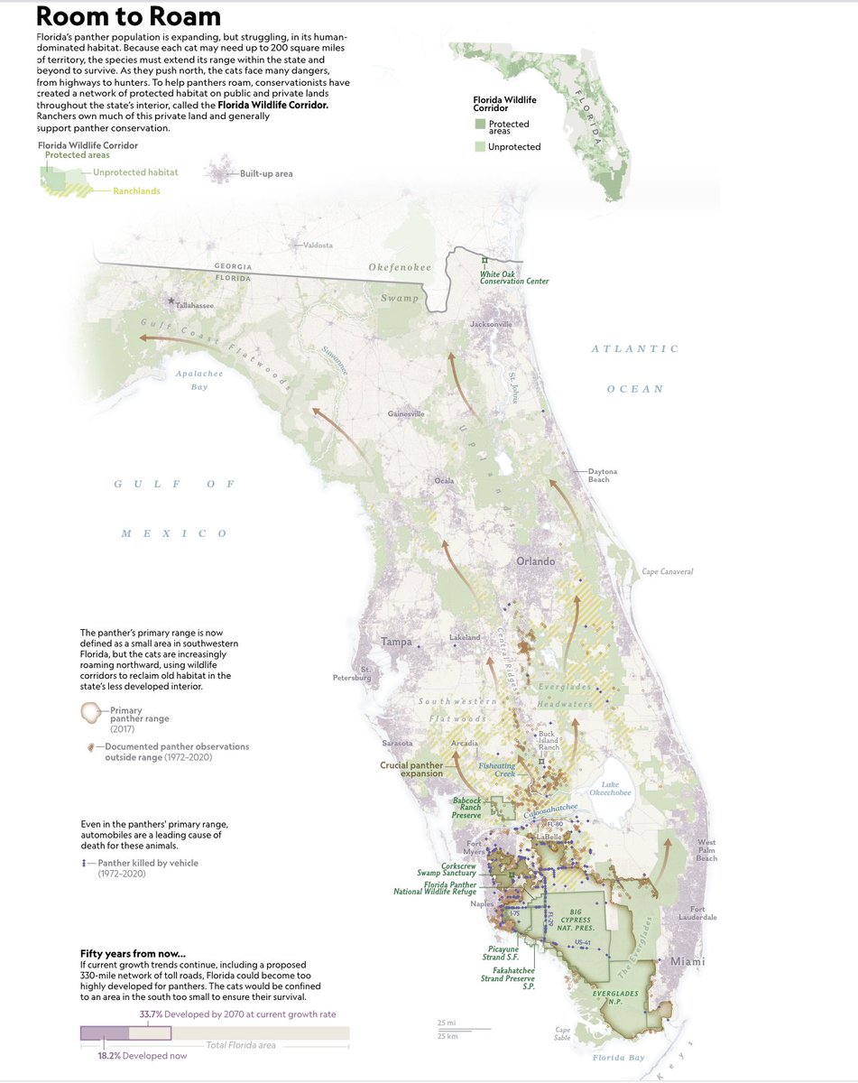 Explorer and conservation photographer <a href="/CarltonWard/">Carlton Ward Jr</a> is dedicated to inspiring the appreciation and protection of FL’s endangered wilderness. With funding from @insidenatgeo, <a href="/PathofPanther/">Path of the Panther</a> has started a movement to protect the Florida Wildlife Corridor. 

Map by <a href="/snwalljasper/">Soren Walljasper</a>