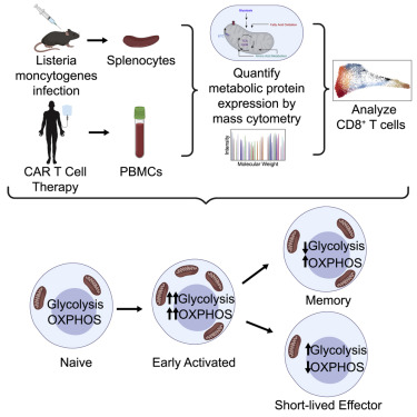 Disease-modifying therapies that target immunometabolic pathways hold promise for a range of chronic diseases. Matthew Spitzer and @UCSFhealth defined metabolic hallmarks of T cell differentiation at the single-cell level. See their work in @CellPressNews: cell.com/immunity/fullt…