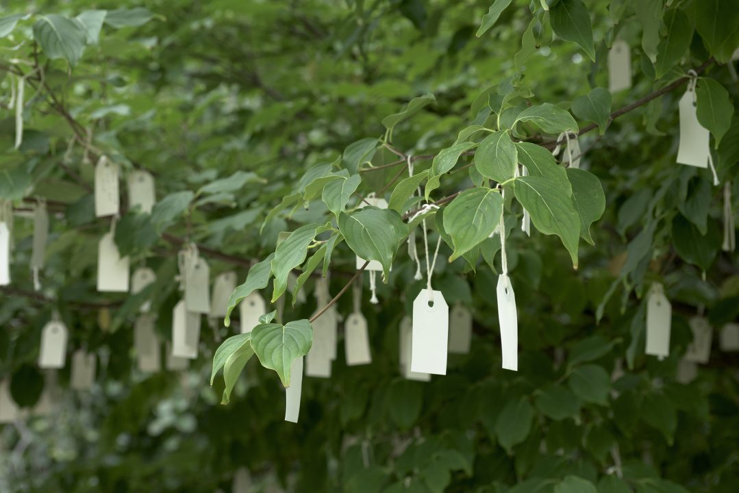 SmithsonianSA's tweet photo. Imagine peace. For the first time @YokoOno’s “Wish Tree for Washington, DC" (2007) is being brought to life online. Now through April 30 post a photo of your handwritten wish and tag #WishTreeDC #YokoOno. @Hirshhorn will share wishes online and tie many to Ono's artwork. https://t.co/1GjVp85Mam